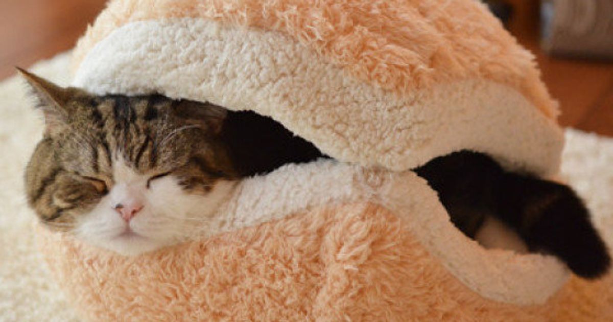 Photos Un Abri Pour Chat En Forme De Hamburger Le Huffpost