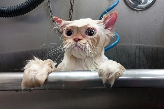 Ce Chat Qui Sort Du Bain Vaut Le Détournement Le