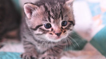 Chats Chats