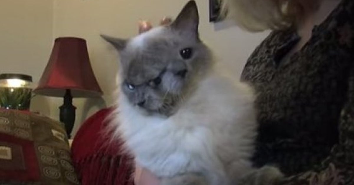 Video Le Plus Vieux Chat A Deux Tetes Frank And Louie Est Mort Le Huffpost