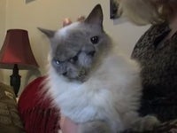 Video Le Plus Vieux Chat A Deux Tetes Frank And Louie Est Mort Le Huffpost Video Le Plus Vieux Chat A Deux Tetes Frank And Louie Est Mort Le Huffpost