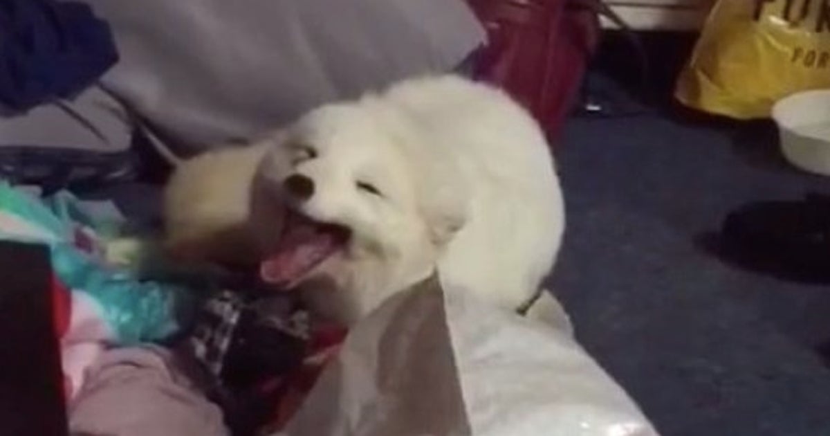 Video Le Rire De Ce Renard Polaire Est Contagieux Le Huffpost Video Le Rire De Ce Renard Polaire Est Contagieux Le Huffpost