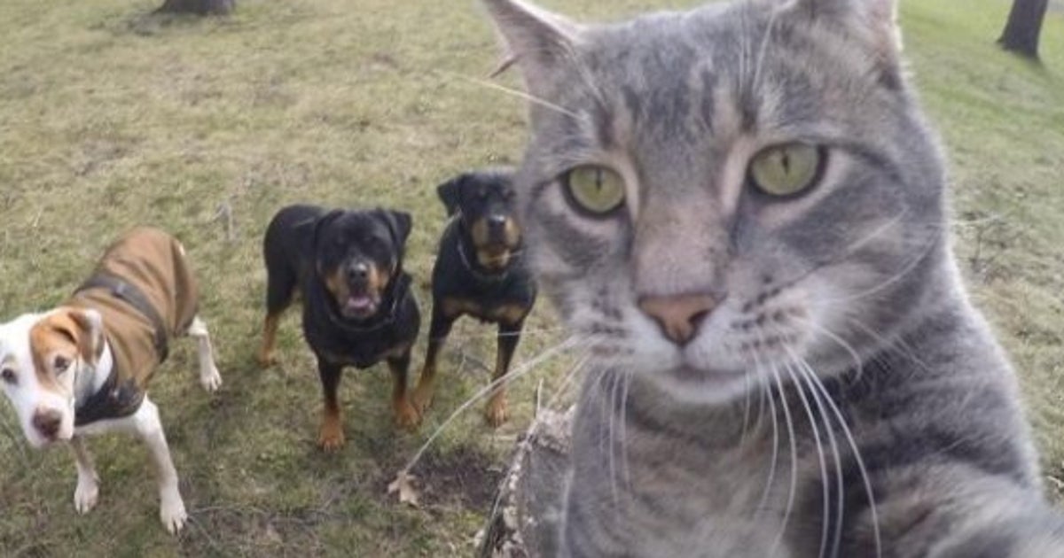 Ce Chat Devient Une Star D Instagram Avec Ses Selfies Le Huffpost