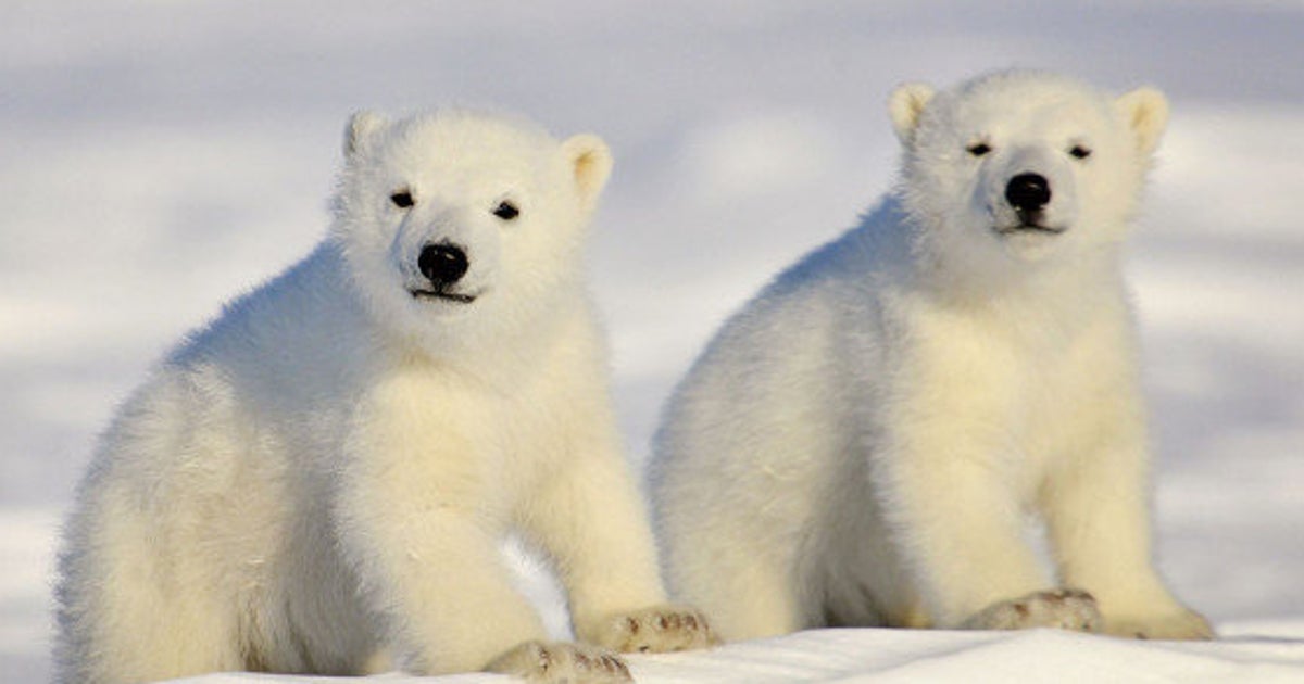 Photos Ours Polaire 10 Cliches Magnifiques Pour La Journee Internationale Consacree A L Animal Le Huffpost