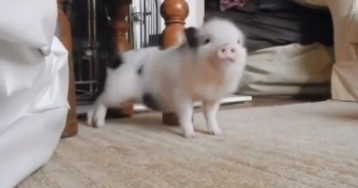 Video Ce Cochon Qui Danse Sur Work De Rihanna Va Faire Votre Journee Le Huffpost Video Ce Cochon Qui Danse Sur Work De Rihanna Va Faire Votre Journee Le Huffpost