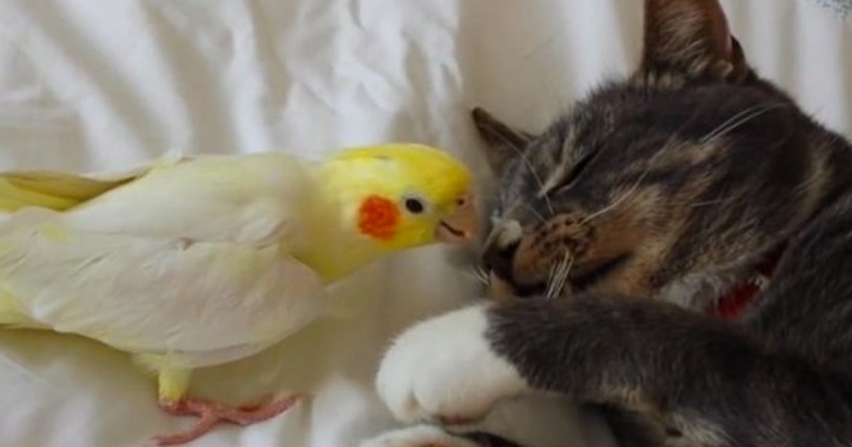 Video Ces Oiseaux Adorent Ennuyer Les Chats Le Huffpost