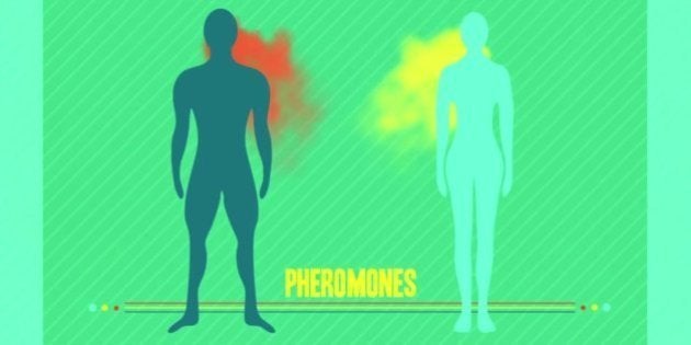 La Survie De L Espece Humaine Est Liee A La Selection Sexuelle Des Hommes Le Huffpost