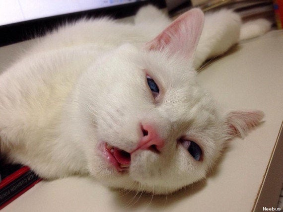 Photos Ce Chat Qui Dort A Bien Fait Rire Les Internautes Le Huffpost