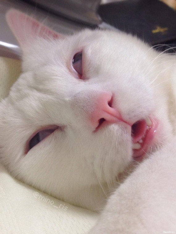 Photos Ce Chat Qui Dort A Bien Fait Rire Les Internautes Le Huffpost