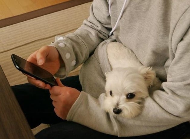 Video Mewgaroo Le Sweat Shirt Japonais Pour Porter Son Animal Contre Soi Comme Un Kangourou Le Huffpost Video Mewgaroo Le Sweat Shirt Japonais Pour Porter Son Animal Contre Soi Comme Un Kangourou Le Huffpost