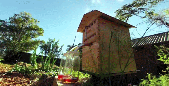VIDÉO. Flow Hive, l'invention qui révolutionne l'apiculture et a levé plus de 5 millions sur
