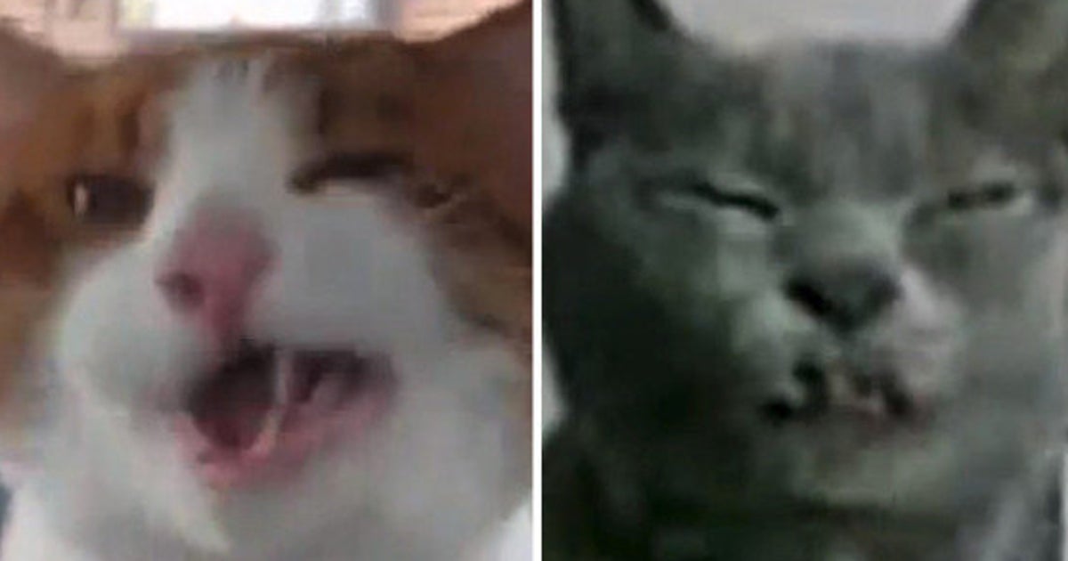 Video Le Son D Un Chat Qui Eternue C Est Souvent Tres Bizarre Le Huffpost