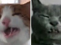 Video Le Son D Un Chat Qui Eternue C Est Souvent Tres Bizarre Le Huffpost