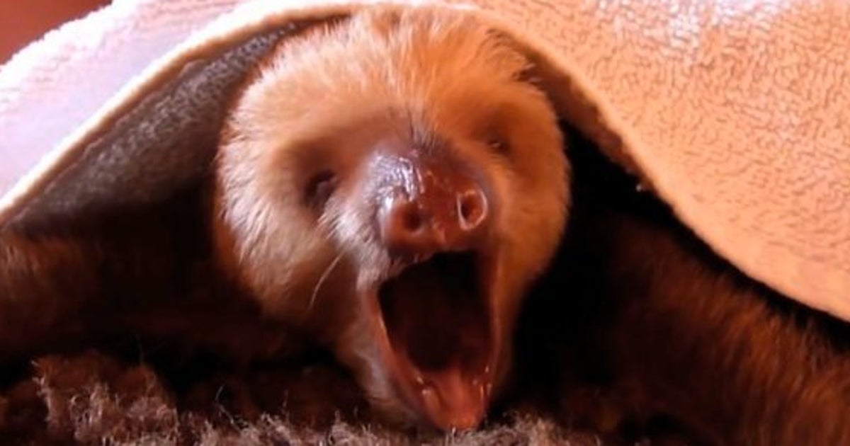 Video Les Bebes Paresseux Sont Irresistibles Quand Ils Baillent Et S Endorment Le Huffpost