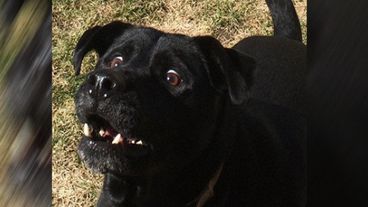 Chien Drole Chien Drole