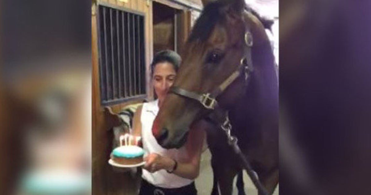 Video Un Cheval Souffle Les Bougies D Un Gateau D Anniversaire Le Huffpost