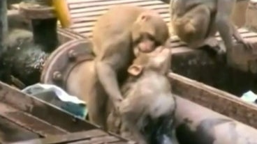 Video Singe Video Singe