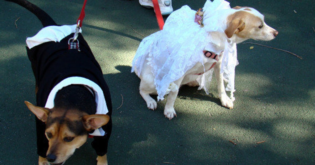 site de rencontre pour chien de race