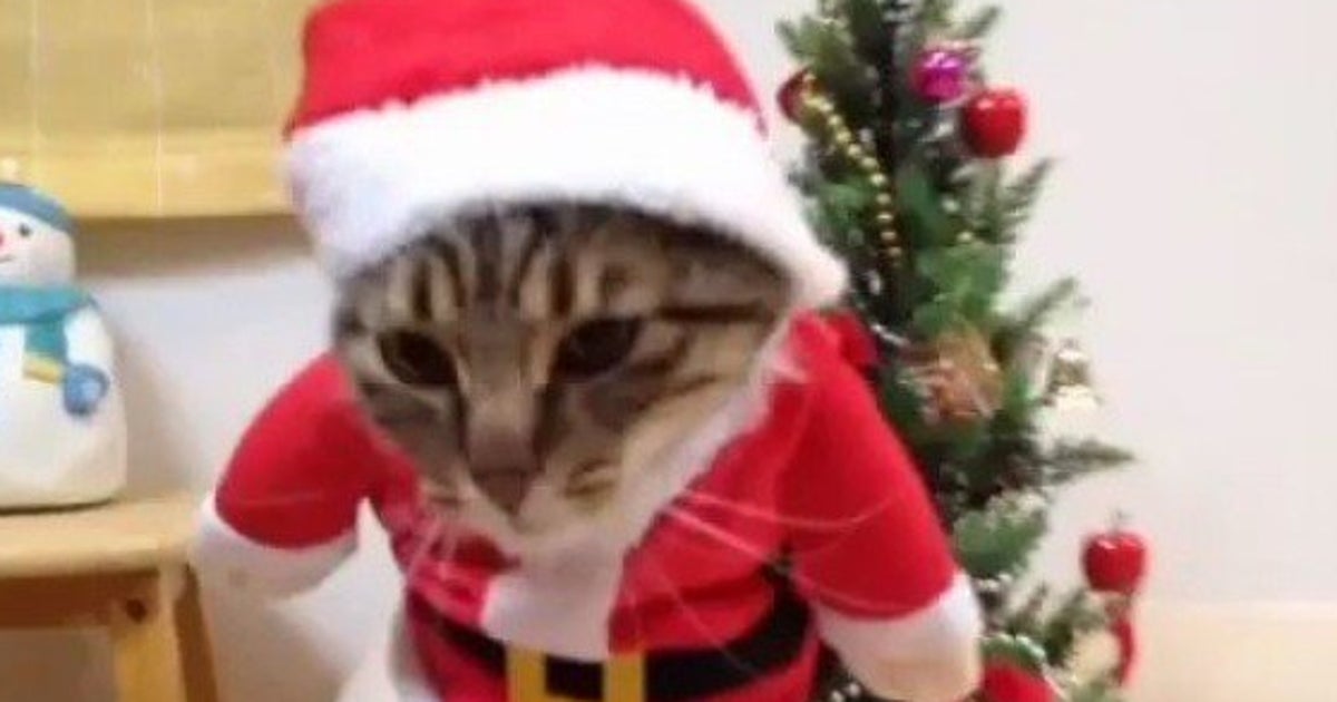 Video Ce Chat Deguise En Pere Noel N A Rien A Envier Au Chien Ewok Le Huffpost