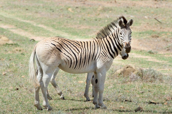 Le Quagga Sous Espece Du Zebre Disparue Il Y A 130 Ans Ressuscite Grace A La Science Le Huffpost