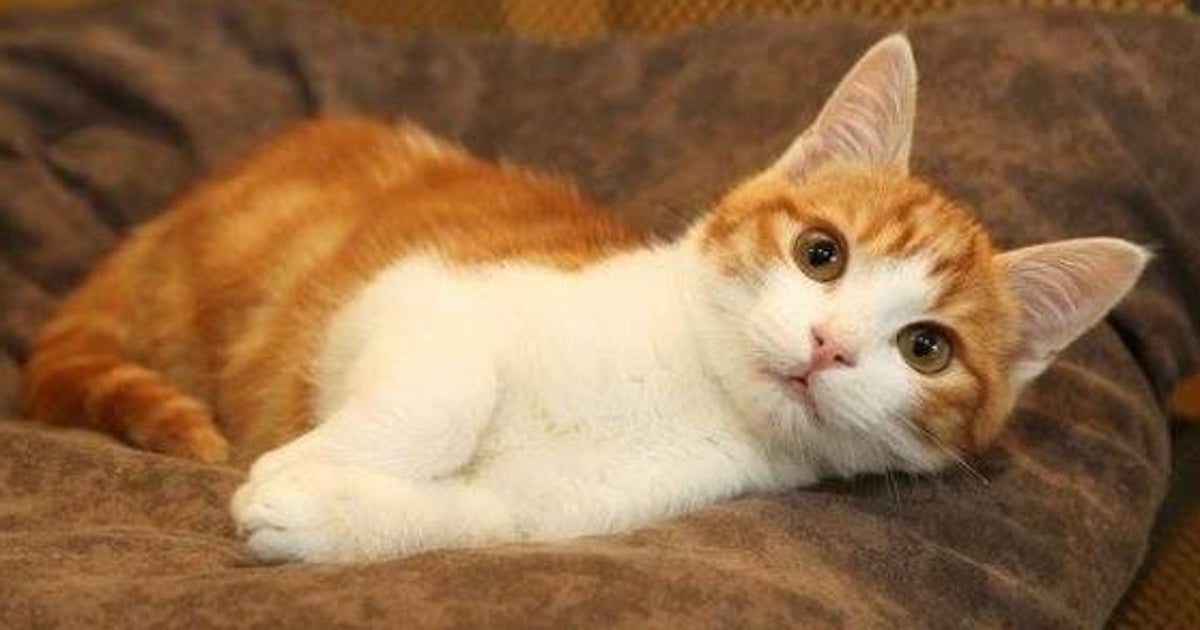Facebook Le Chaton Torture A Marseille S En Tire Avec Deux Fractures Le Huffpost Facebook Le Chaton Torture A Marseille S En Tire Avec Deux Fractures Le Huffpost