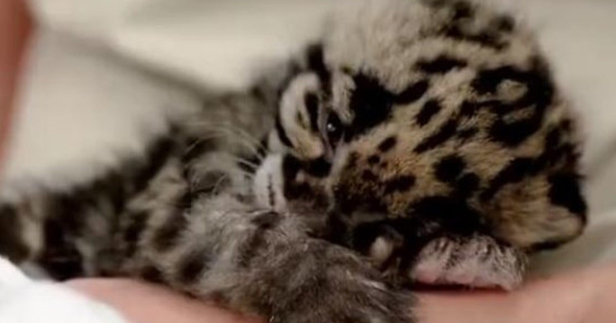 Video Ce Bebe Leopard Qui S Endort Va Vous Faire Fondre Le Huffpost