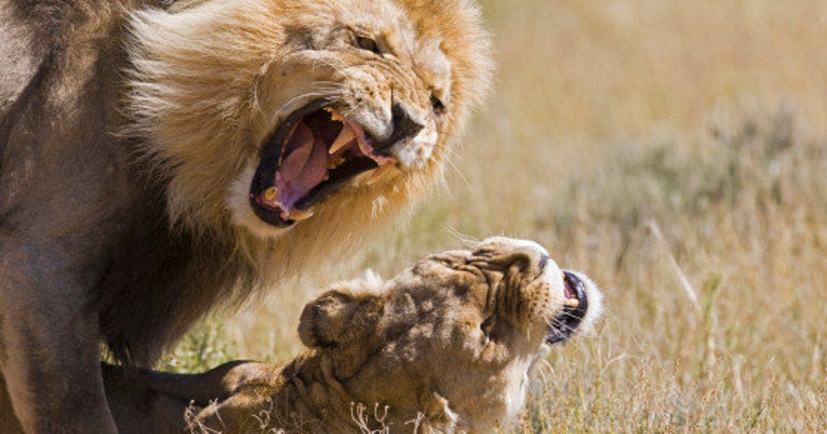 Un Lion Tue Une Lionne Sous Les Yeux Des Visiteurs D Un Zoo Le Huffpost Un Lion Tue Une Lionne Sous Les Yeux Des Visiteurs D Un Zoo Le Huffpost