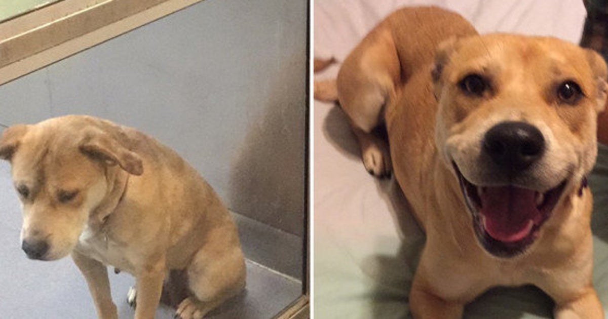 PHOTOS. Chiens et chats des photos d'animaux de compagnie
