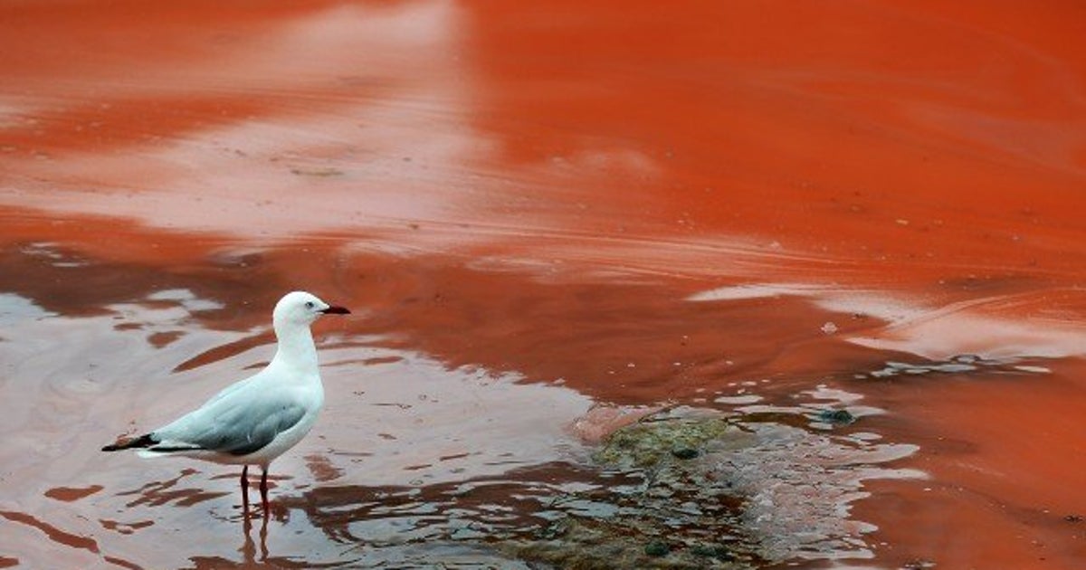 PHOTOS. La plage de Bondi en Australie devient rouge Le HuffPost