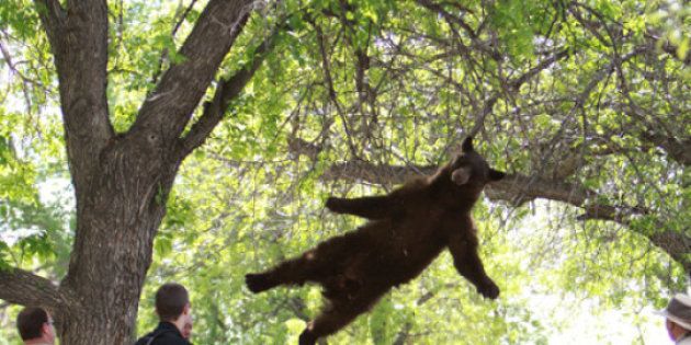 Un ours tombe d'un arbre sur un campus américain -