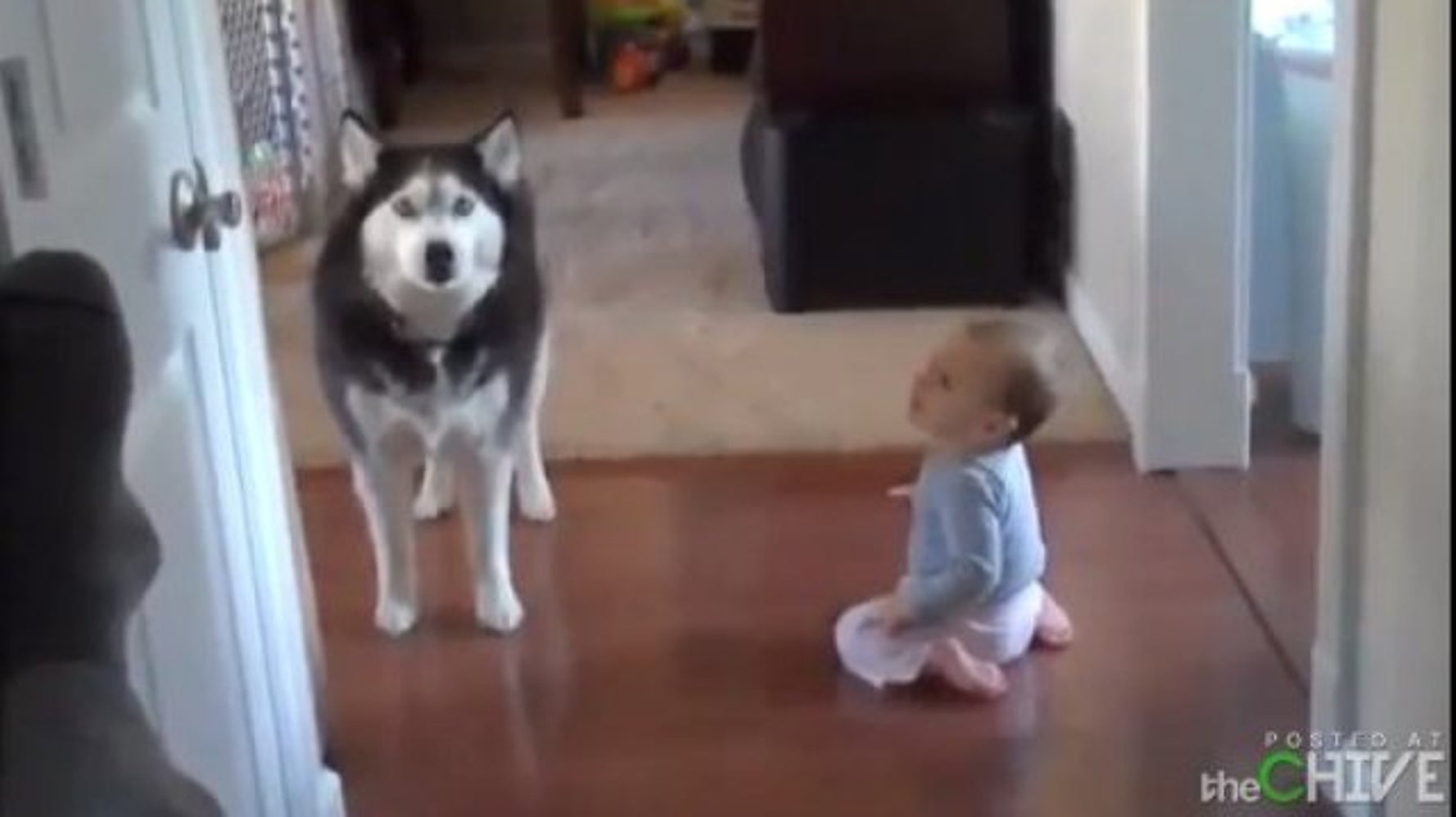 Video L Incroyable Dialogue Du Chien Qui Parle Avec Un Bebe Le Huffington Post Life