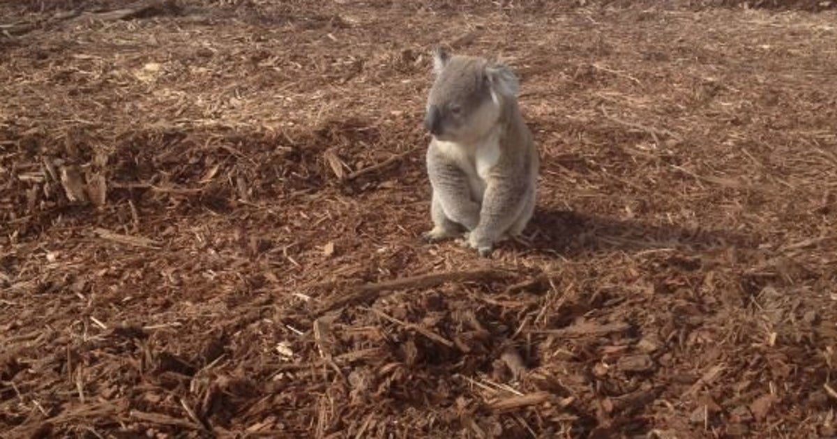 PHOTO. Un koala désorienté après la destruction de son habitat Le