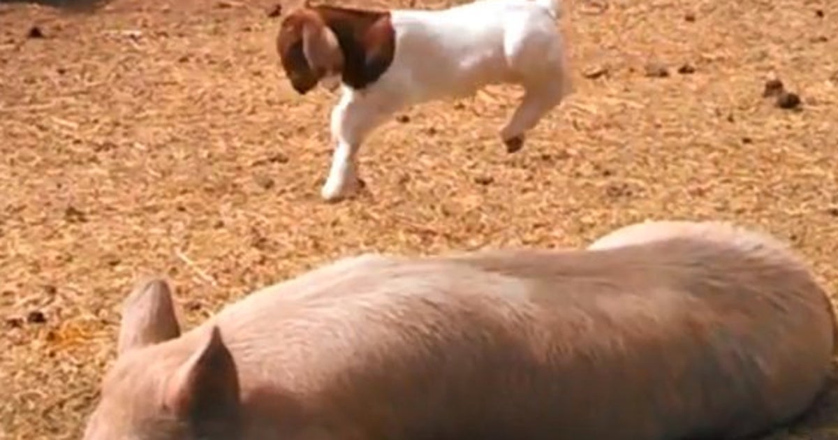 Video Une Petite Chevre Joue Sur Le Dos D Un Cochon Cette Video Va Vous Faire Oublier Les Chatons Mignons Le Huffpost