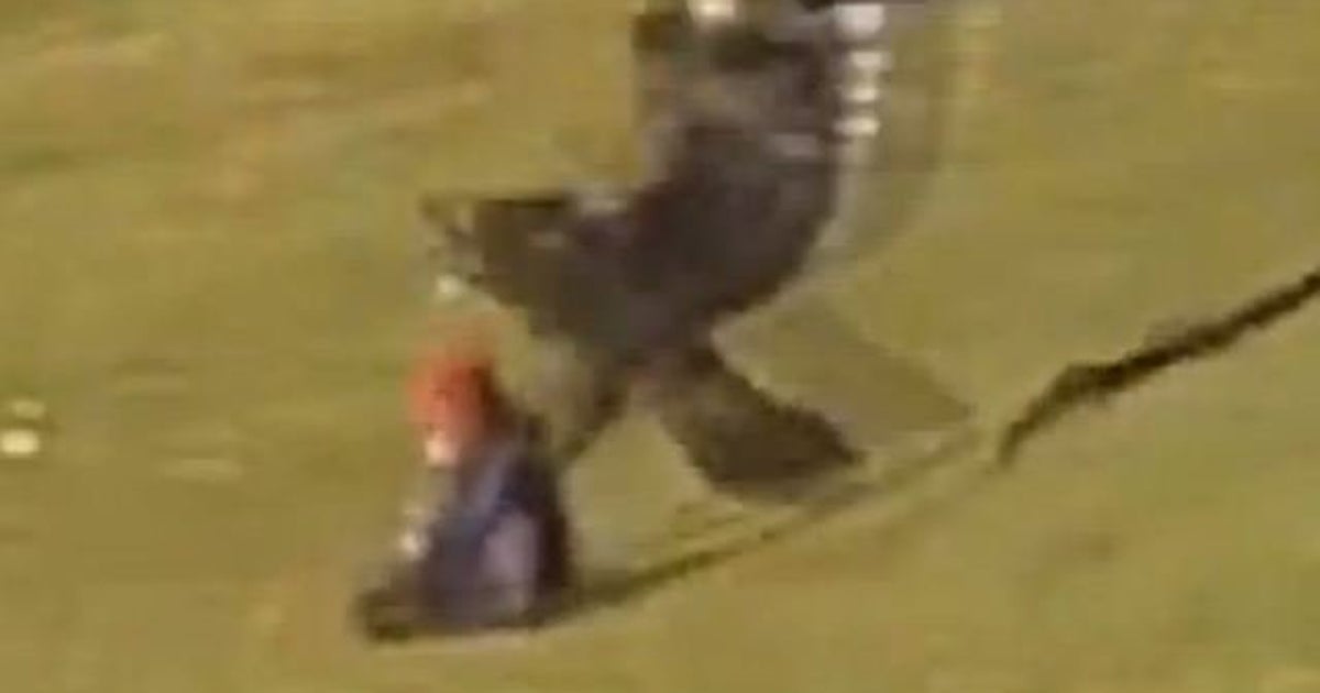 Video L Aigle Royal Piquant Sur Un Enfant Les Internautes Ont Mene L Enquete Le Huffpost