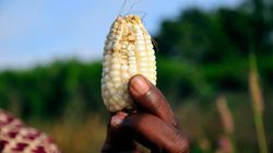 OGM : une étude et une démarche