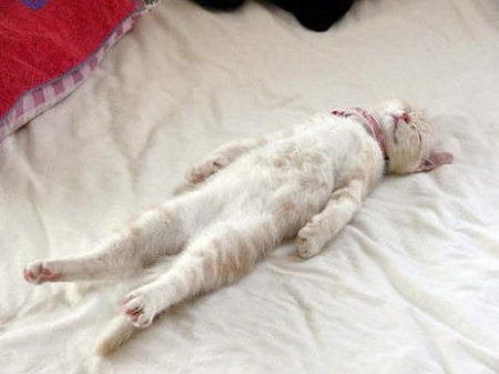 Ronronnement Du Chat Les Bienfaits De La Ronron Therapie Sur Le Moral Le Stress L Insomnie Et L Anxiete Le Huffington Post Life Ronronnement Du Chat Les Bienfaits De La Ronron Therapie Sur Le Moral Le Stress L Insomnie Et L Anxiete Le Huffington Post Life