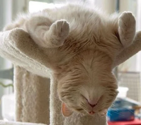Ronronnement Du Chat Les Bienfaits De La Ronron Therapie Sur Le Moral Le Stress L Insomnie Et L Anxiete Le Huffington Post Life Ronronnement Du Chat Les Bienfaits De La Ronron Therapie Sur Le Moral Le Stress L Insomnie Et L Anxiete Le Huffington Post Life