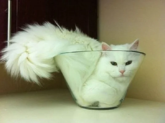 Ronronnement Du Chat Les Bienfaits De La Ronron Therapie Sur Le Moral Le Stress L Insomnie Et L Anxiete Le Huffington Post Life Ronronnement Du Chat Les Bienfaits De La Ronron Therapie Sur Le Moral Le Stress L Insomnie Et L Anxiete Le Huffington Post Life