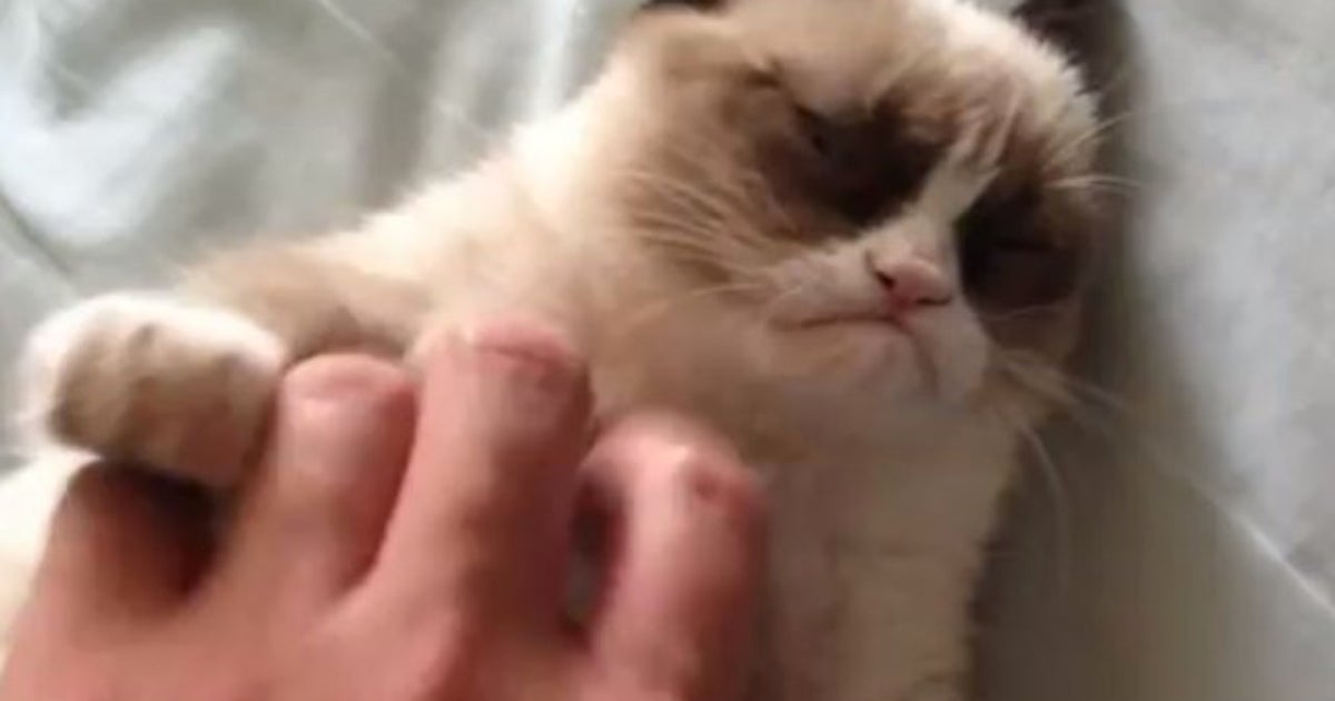 Video Faites Connaissance Avec Le Chat Le Plus Grognon Du Web Le Huffpost
