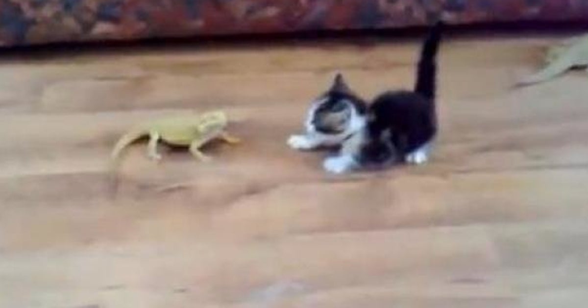 Video Le Chat Qui Avait Une Peur Bleue Des Lezards Le Huffpost