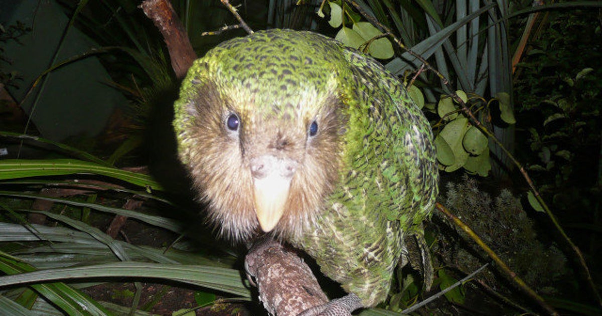 VIDÉO. Le kakapo, rare espèce de perroquet de Nouvelle Zélande, presque