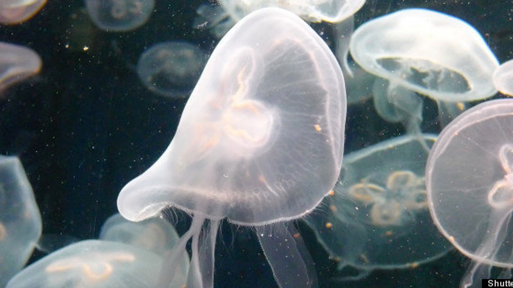 Les femmes enceintes peuvent elles manger des meduses