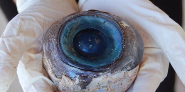 Le mystérieux oeil géant retrouvé sur une plage de Floride appartenait à un