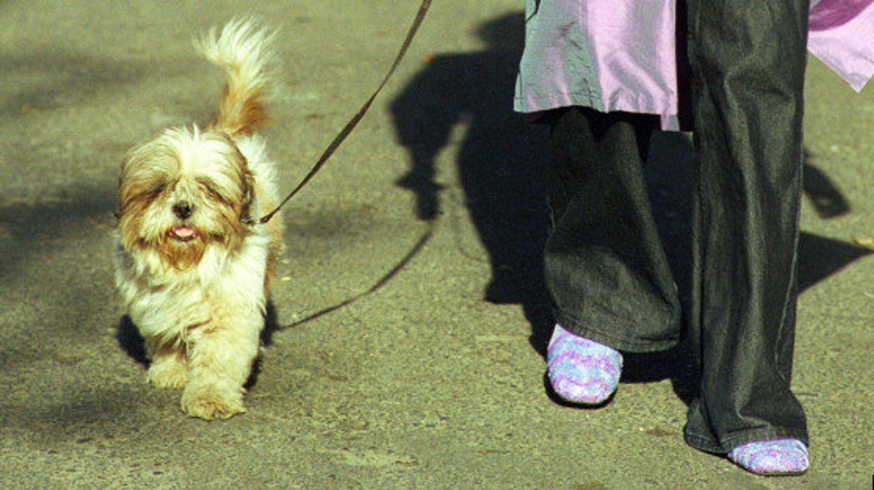 Iran Avoir Un Chien Une Mode Clandestine En République