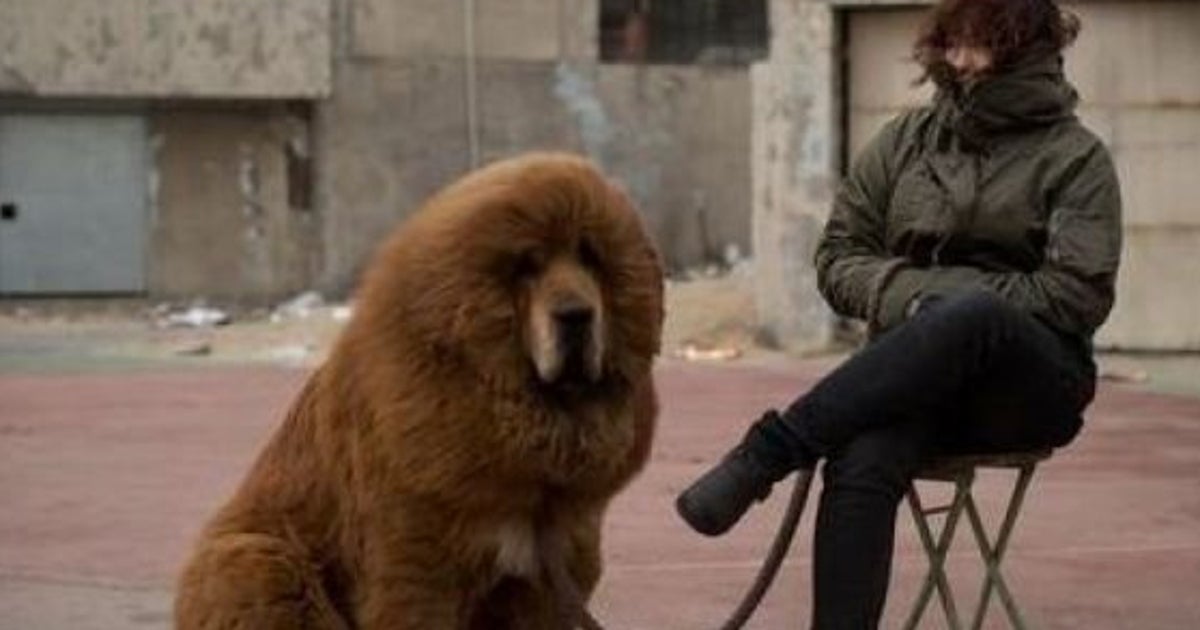 Un Chien Se Fait Passer Pour Un Lion En Chine Le Zoo Ferme Ses Portes Le Huffpost