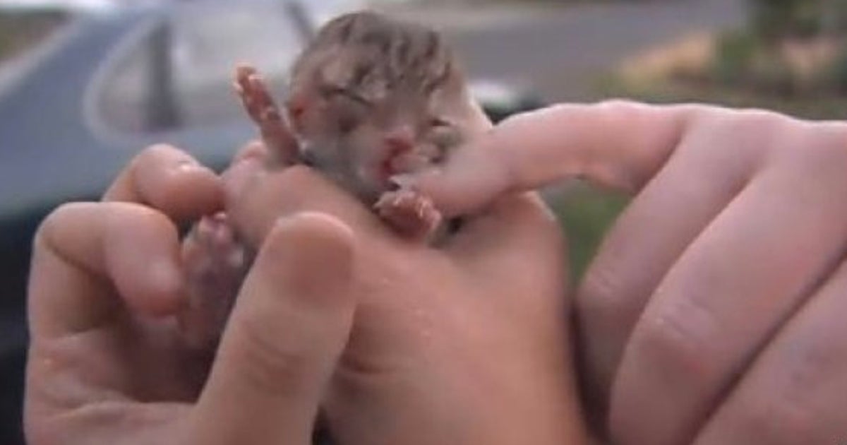 Un Chaton A Deux Tetes Nait Dans L Oregon Le Huffpost Un Chaton A Deux Tetes Nait Dans L Oregon Le Huffpost