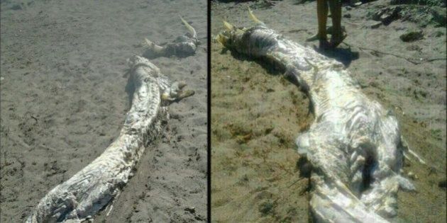 Sur la côte d'Almeria en Espagne, un étrange animal retrouvé sur une