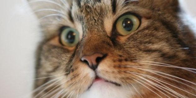 Hank Le Chat Qui Veut Rentrer Au Senat Et Eradiquer La Race Humaine Le Huffpost