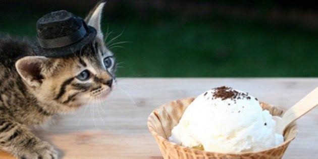 Des Chats Qui Mangent Des Glaces L Idee Originale D Une Utilisatrice D Imgur Pour Consoler Une Amie Le Huffpost