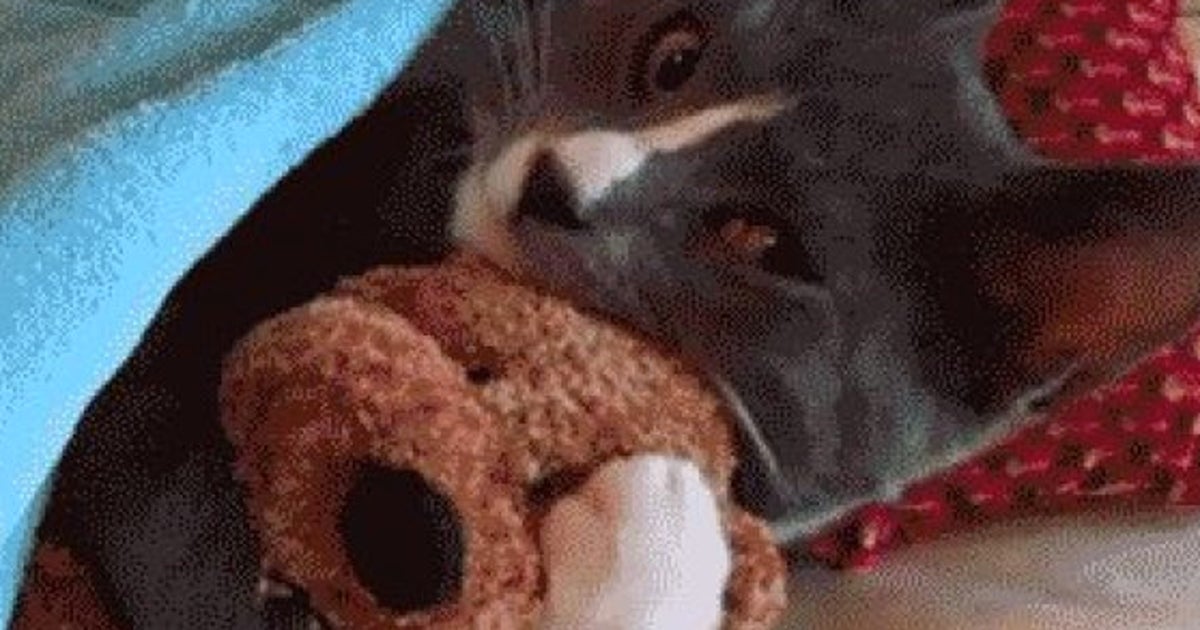 15 Gifs De Chats Droles Le Huffpost